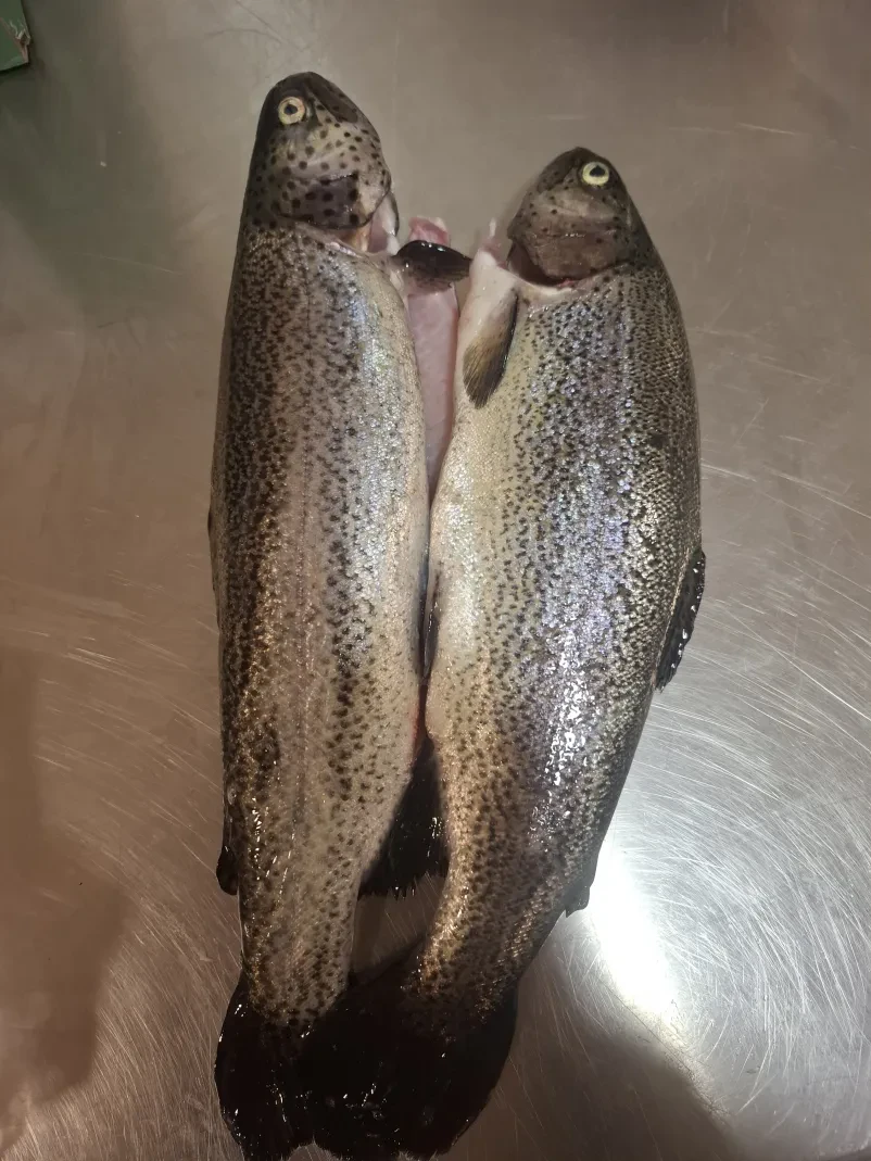 Hitra dostava rib v Posavju