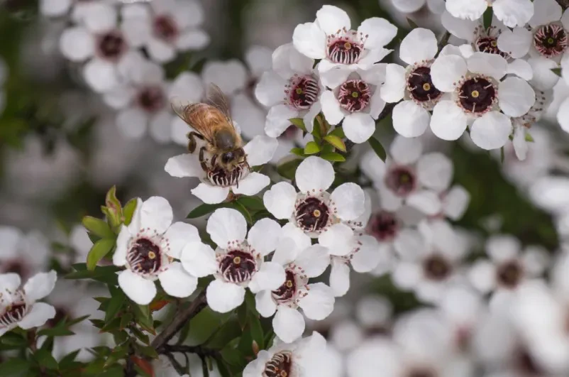Manuka med v Sloveniji