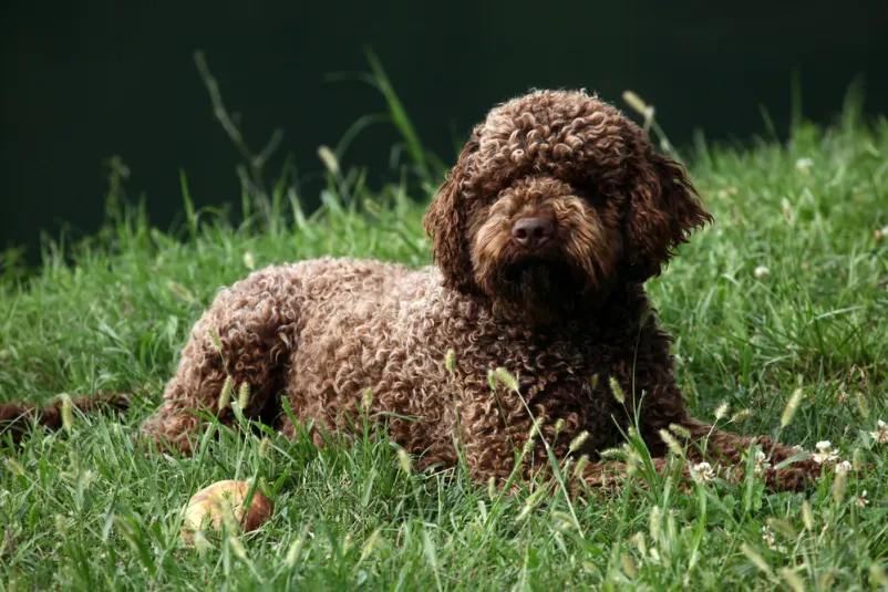 Prodaja pasjih mladičev Lagotto Romagnolo Slovenija