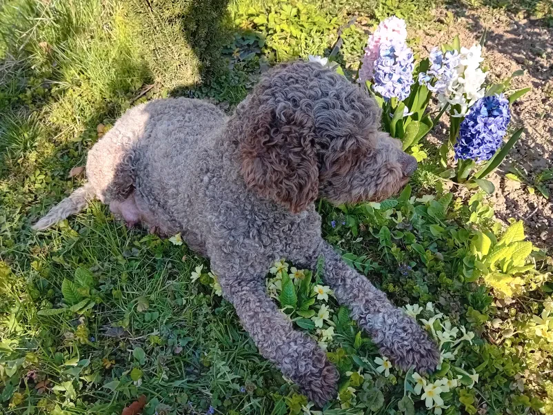 Prodaja pasjih mladičev Lagotto Romagnolo Murska Sobota, Pomurje, Slovenija
