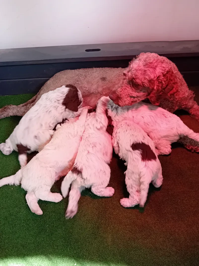 Splošne značilnosti pasme Lagotto Romagnolo