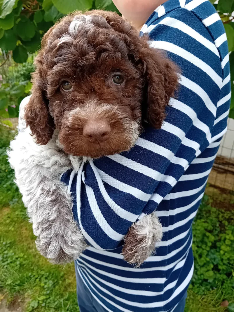 Vzreja psov Lagotto Romagnolo Murska Sobota