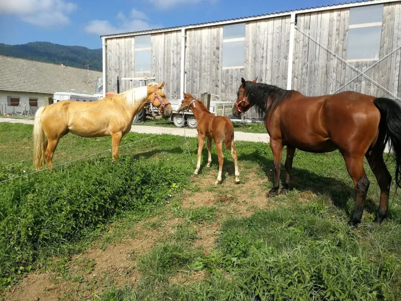 Reja ameriških Quarter in posavskih konj Slovenija