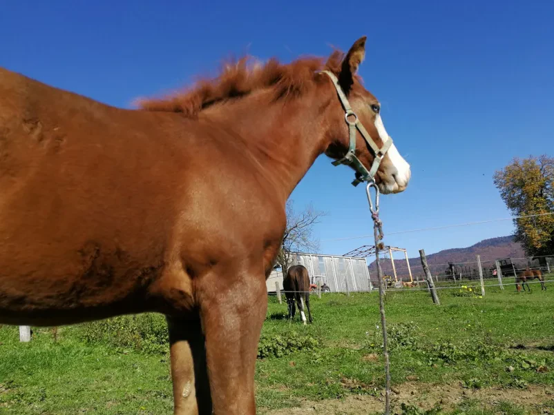 Prodaja Quarter horse Kočevje