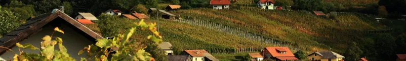 Ocenjevanje in promocija lokalnih vin Podbočje, Krško