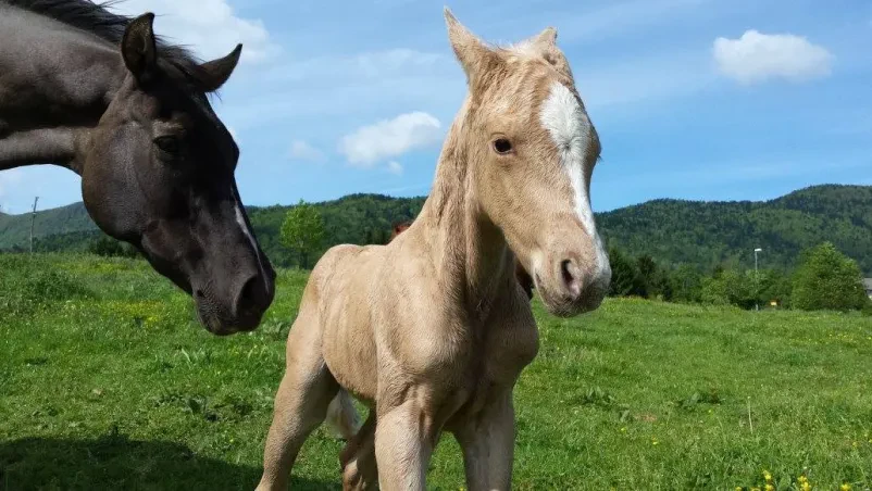 American Quarter Horse and Posavje horse breeding in Slovenia