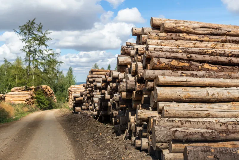 Posek dreves in spravilo lesa Gornja Radgona
