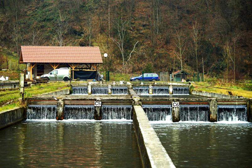 Ribogojnica Maribor