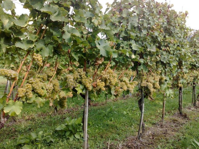 Poceni trsne cepljenke