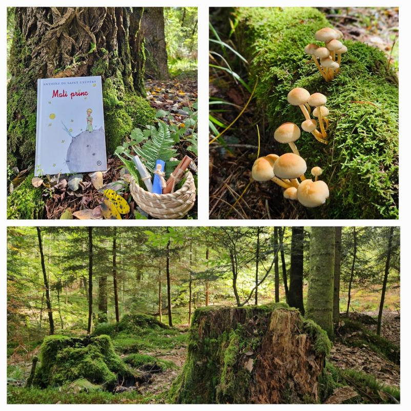 Gozdna terapija v Osrednji Sloveniji