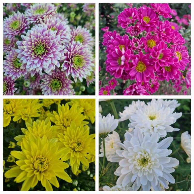 Vrtnarija Obala, Primorska