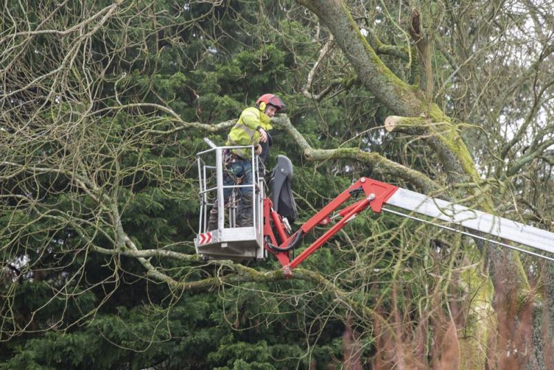 Obrezovanje visokih dreves Štajerska regija