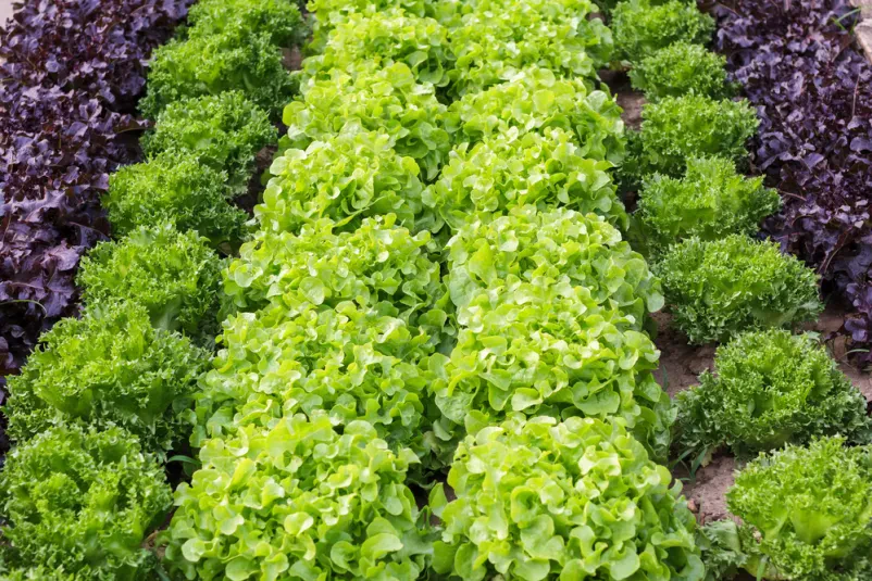 Stabilna oskrba trgovovin s solato, cvetačo in zeleno