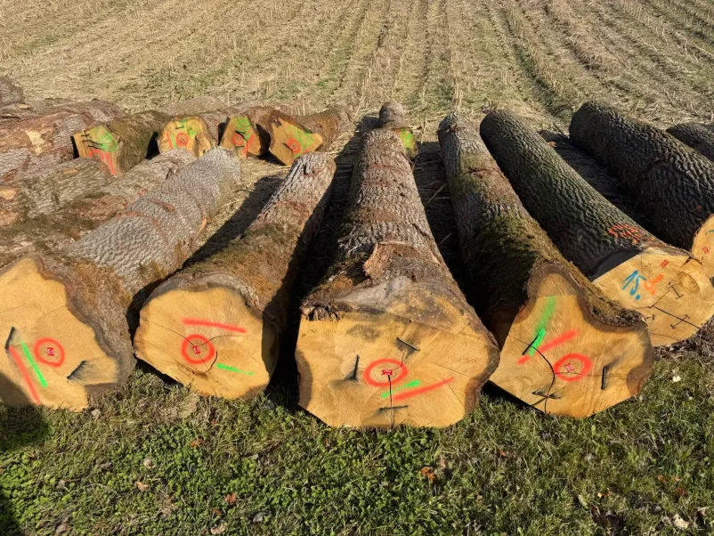 Verkauf von Eichenschnittholz in Slowenien