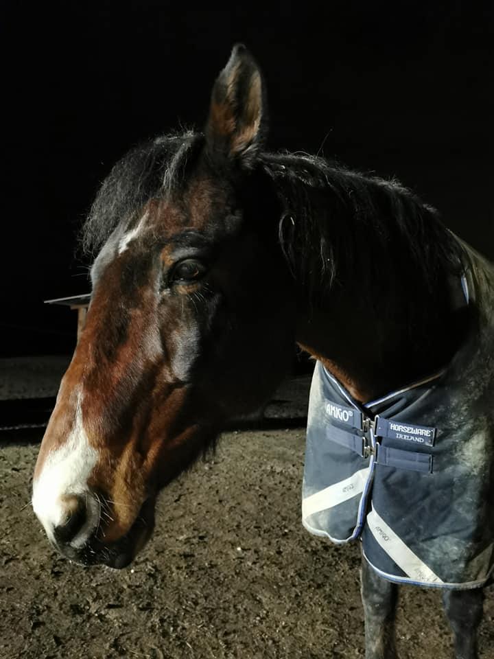 Veterinarske storitve za konje Ljubljana in okolica