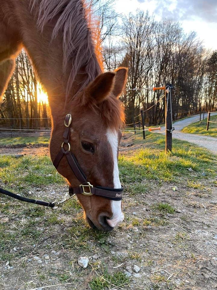 Zdravstveni pregledi konj Ljubljana