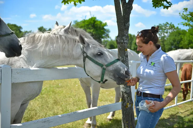 Veterinarka boža konja, ki se nahaja na travniku za ogrado. Konj iz njene roke jemlje sveže korenje.