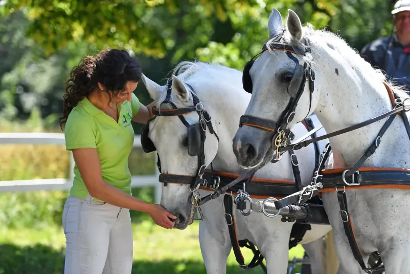Veterinarka v Lipici slikana ob dveh belih lipicancih, ki sta vprežena v kočijo.