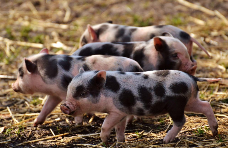 Dobra veterinarska ambulanta Grosuplje