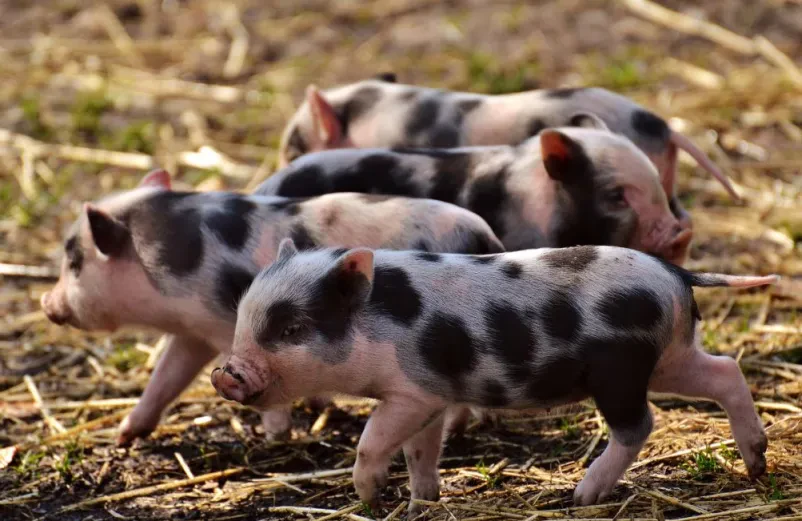 Dobra veterinarska ambulanta Grosuplje