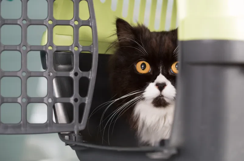 Veterinarska ambulanta in trgovina za male živali Ljubljana