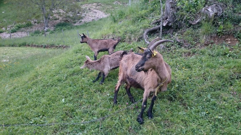 Veterinarska oskrba živali Ivančna Gorica