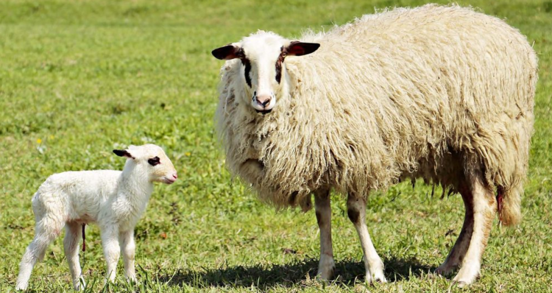 Dober veterinar Ivančna Gorica