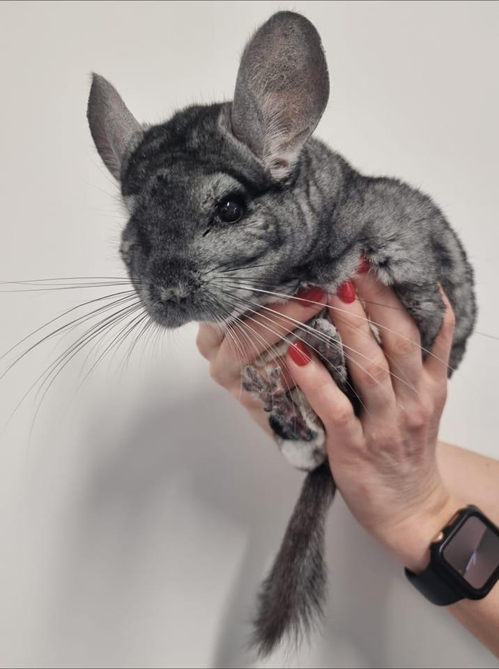 Ambulanta za živali LuxEquine Ljubljana