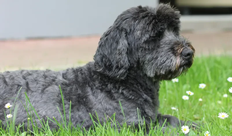 Veterinarska ambulanta za male in velike živali Murska Sobota