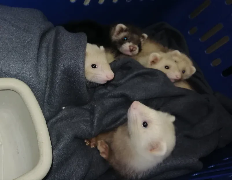 Najboljši veterinar Murska Sobota, Pomurje