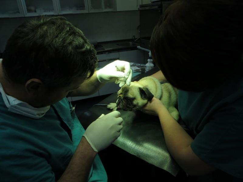 Veterinarska oskrba Vipava