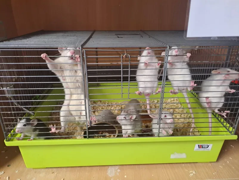Miške v kletki v srednji šoli, kjer se izobražujejo veterinarski tehniki.
