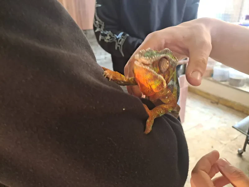 Šole, ki jih pri pouku spoznavajo dijaki programa veterinarski tehnik.