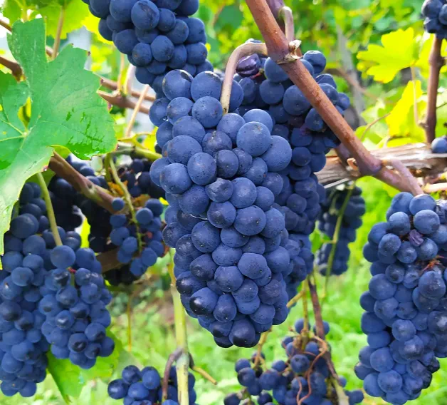 Kvalitetna bela in rdeča butična vina Slovenija