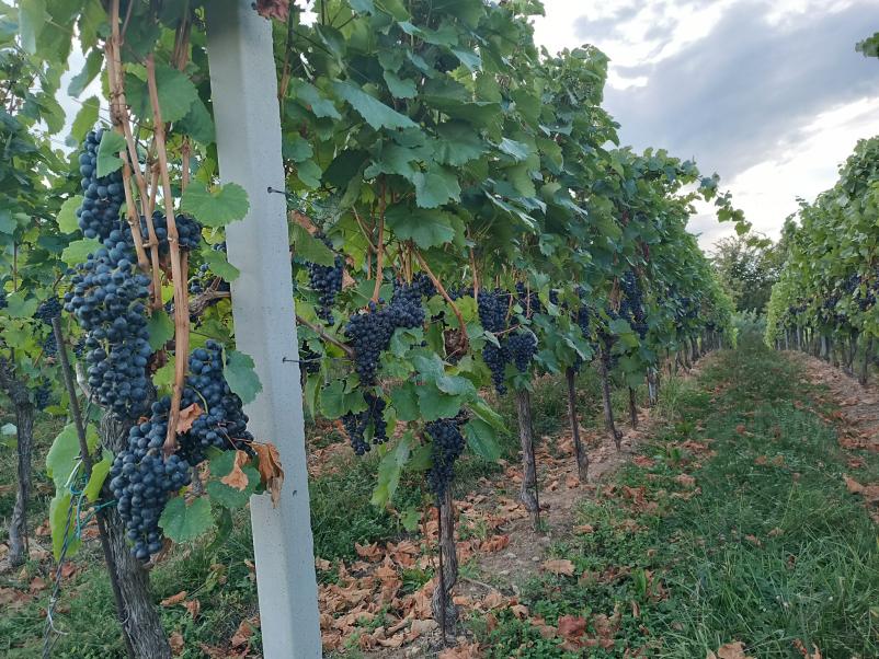 Pridelava vrhunskih belih in rdečih vin na Dolenjskem