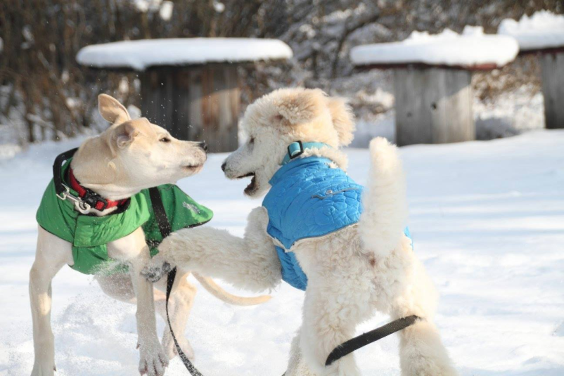Vzgoja psov Ljubljana, okolica
