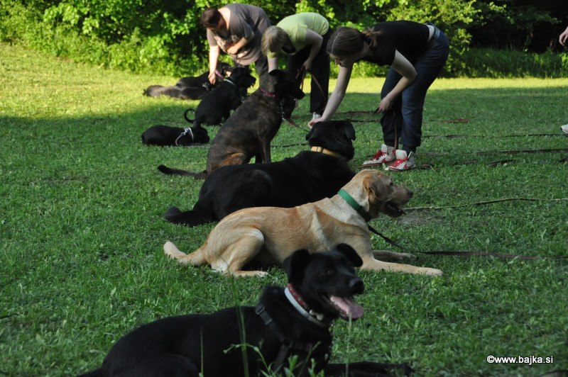 Vzgoja in prevzgoja psov Ljubljana, okolica