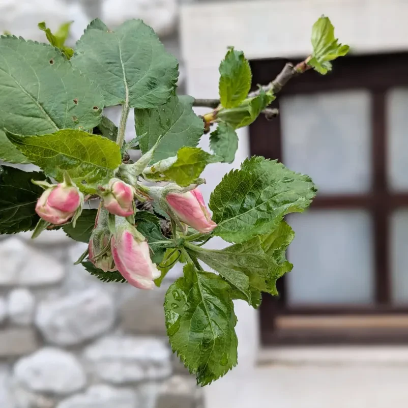 Zunanjost in rože pre heritage hotelom, ki se nahaja v bližini Soče.