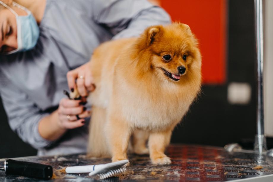 Kaj nudijo dobri sodobni pasji saloni?