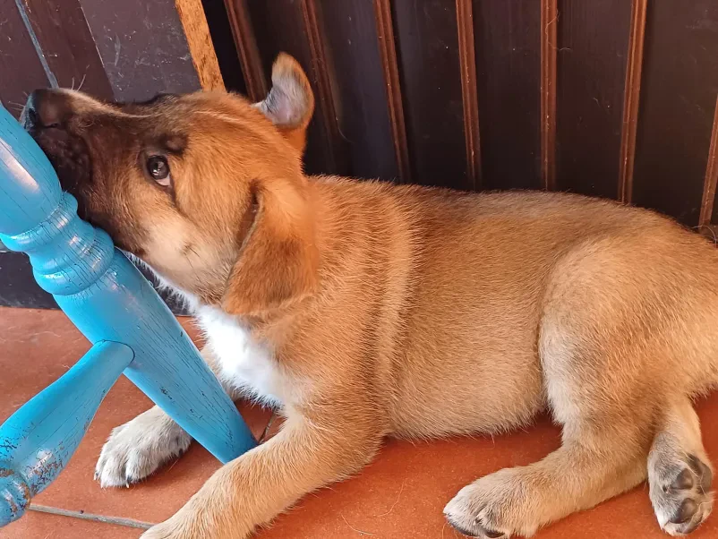 Veterinar Črnomelj