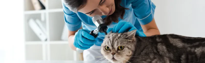 Veterinar Dravograd, Koroška