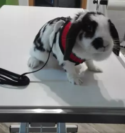 Veterina za mačke Bela krajina