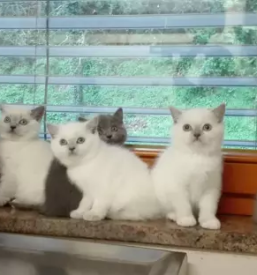 Poceni veterina Bela krajina