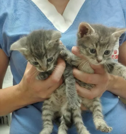 Veterinarska ambulanta v Beli krajini