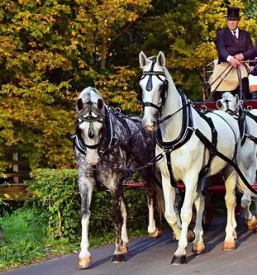 Animacija vodenih izletov v beli krajini