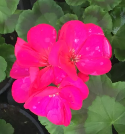 Balkonsko cvetje savinjska