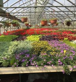 Balkonsko cvetje savinjska