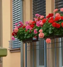 Dobro balkonsko cvetje tržnica Ljubljana center