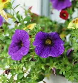 Balkonsko cvetje tržnica Ljubljana center