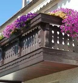 Kvalitetno balkonsko cvetje tržnica Ljubljana center